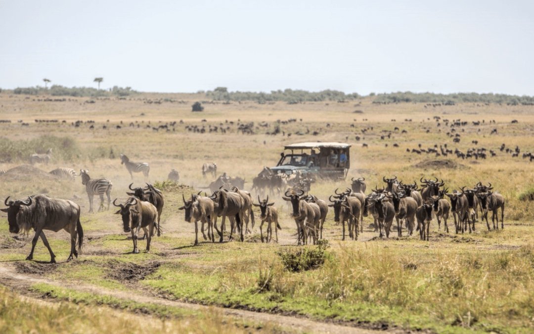 Safari Nyoka en Kenia y Tanzania.