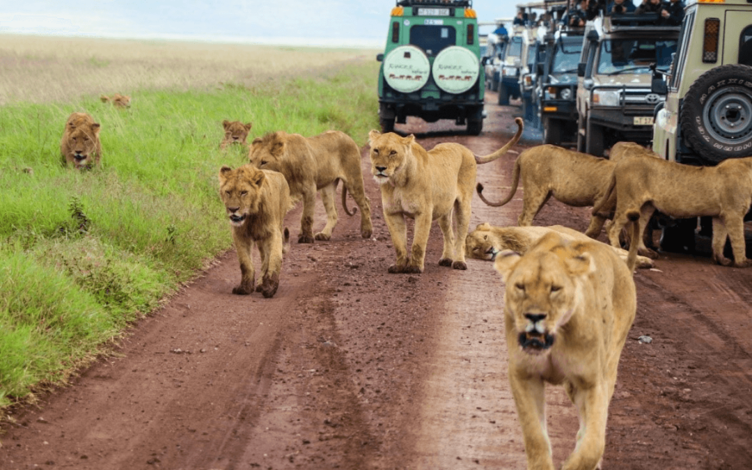 Safari en Tanzania.