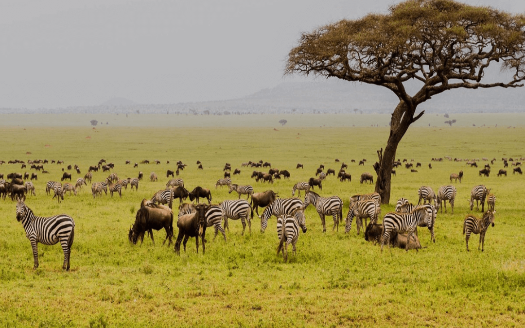 Lo Mejor de Tanzania y Kenya.